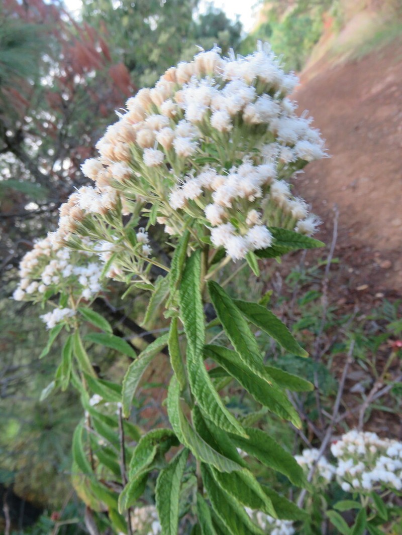 Ageratina liebmannii photo 2