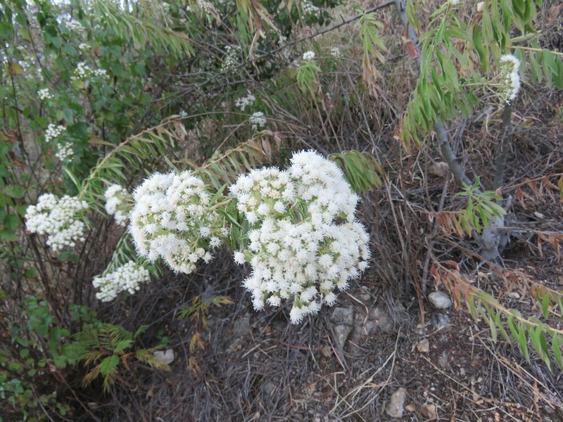Ageratina liebmannii photo 3