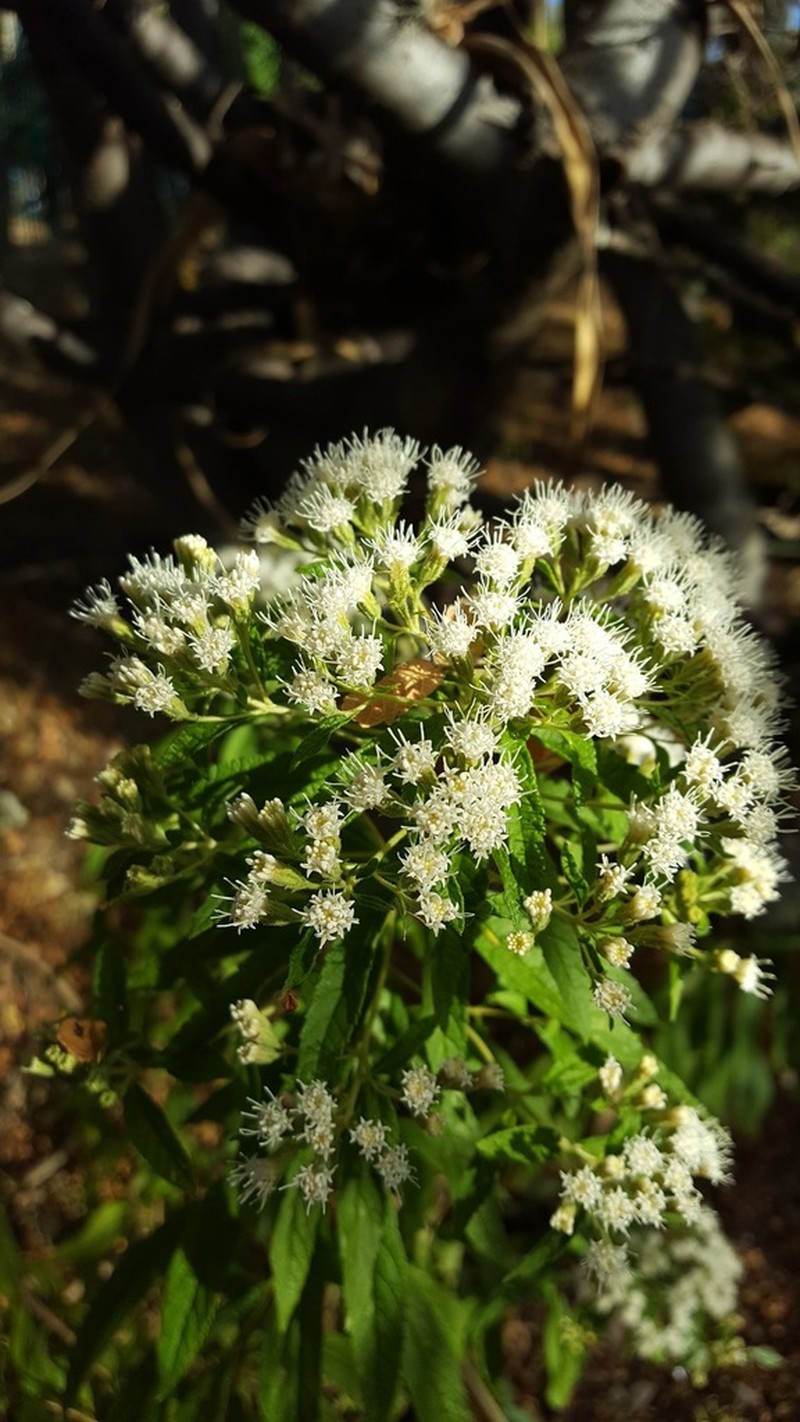 Ageratina liebmannii photo 4