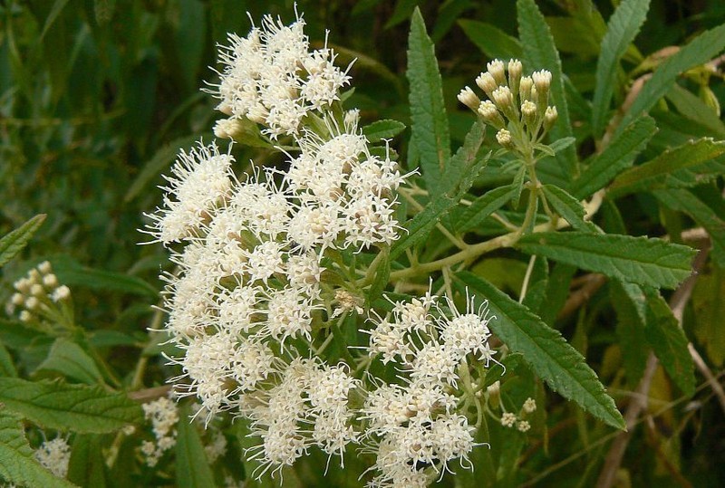 Ageratina liebmannii photo 5