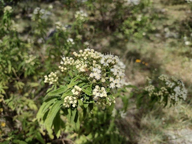 Ageratina liebmannii photo 6