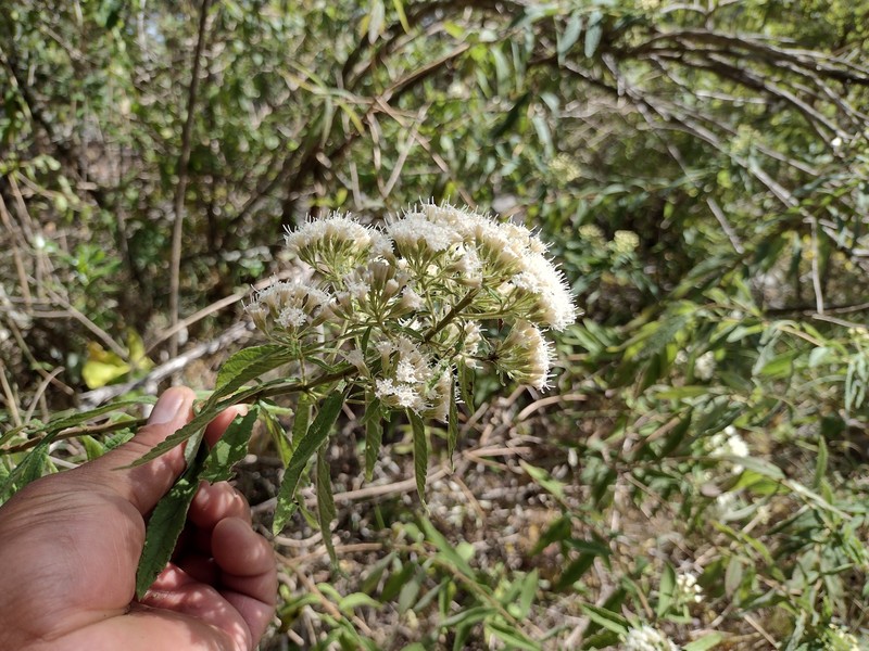 Ageratina liebmannii photo 7