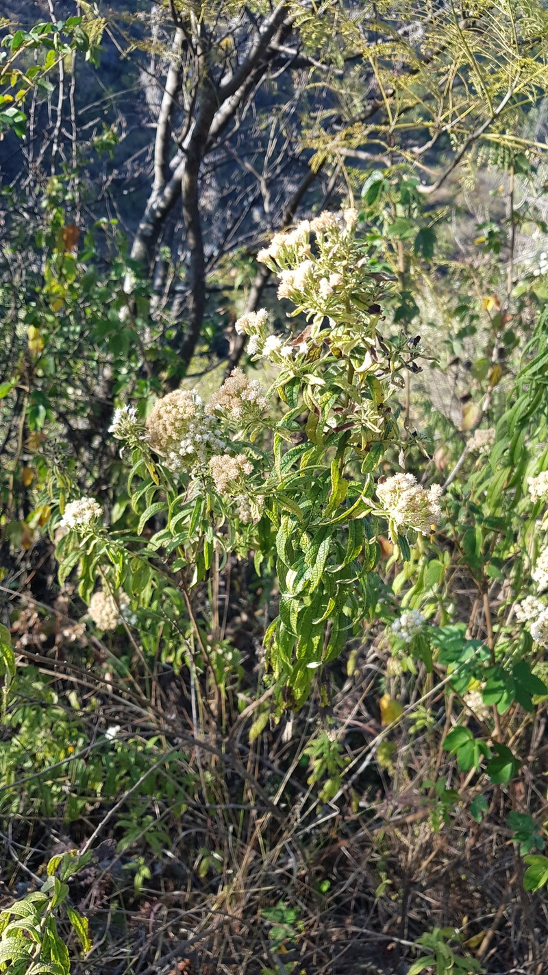 Ageratina liebmannii photo 8