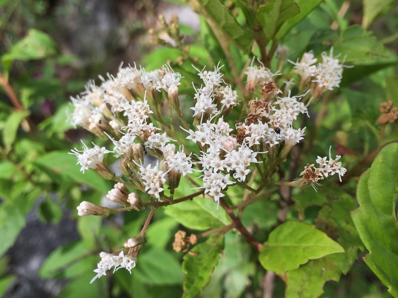 Ageratina ligustrina photo 2
