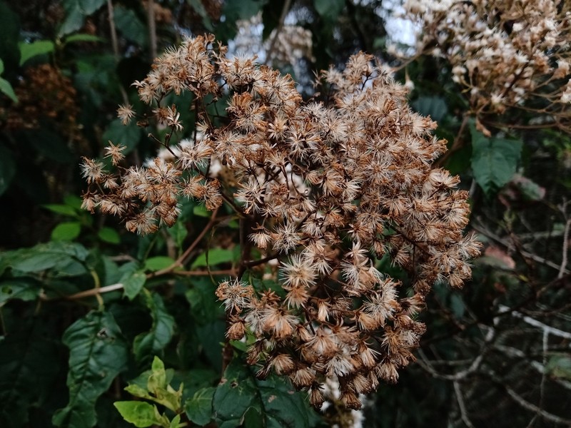 Ageratina ligustrina photo 3