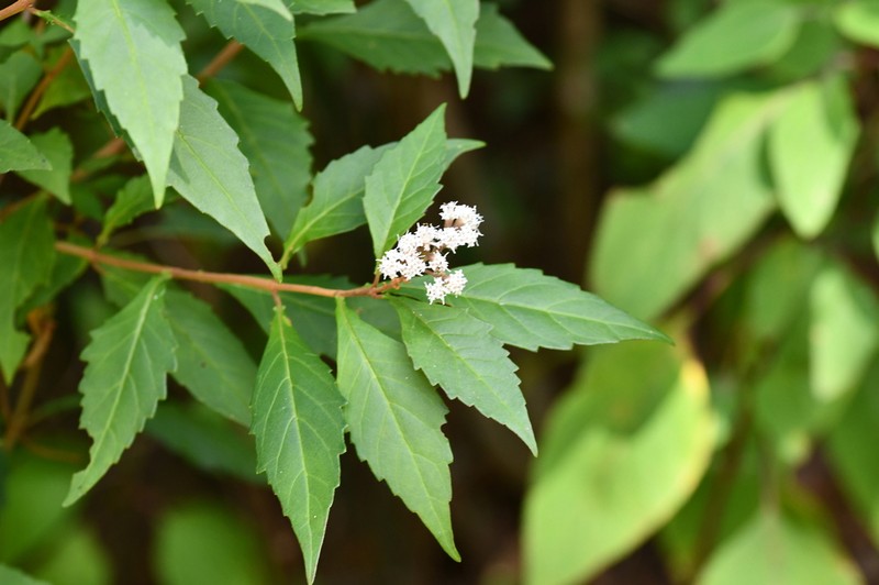 Ageratina ligustrina photo 4