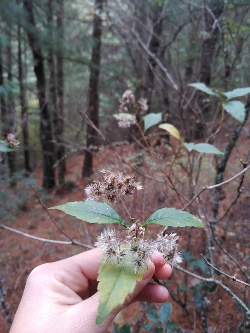 Ageratina ligustrina photo 5