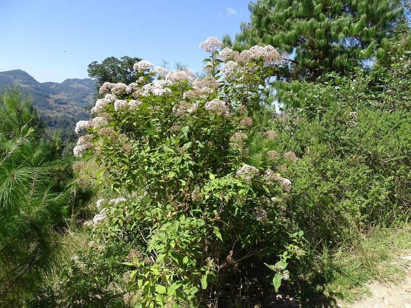 Ageratina ligustrina photo 6