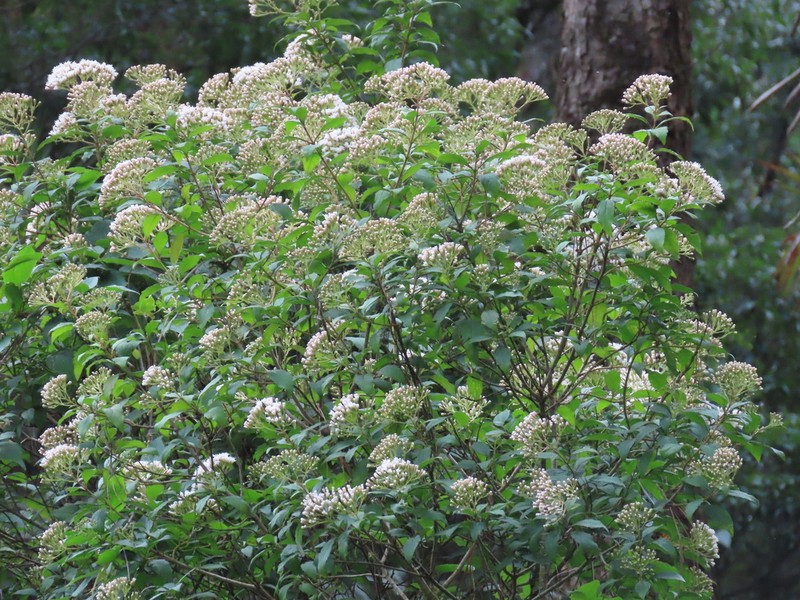Ageratina ligustrina photo 7