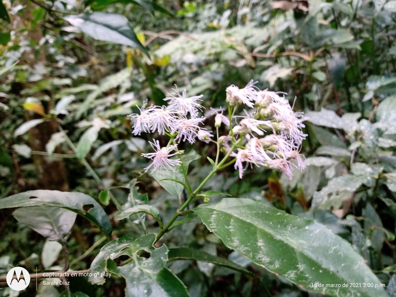 Ageratina ligustrina photo 8