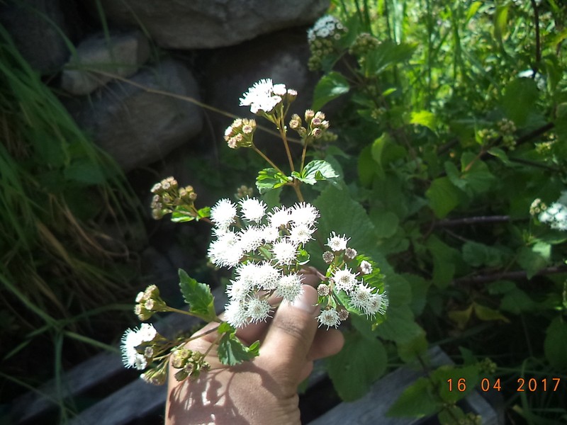 Ageratina lobulifera photo 2