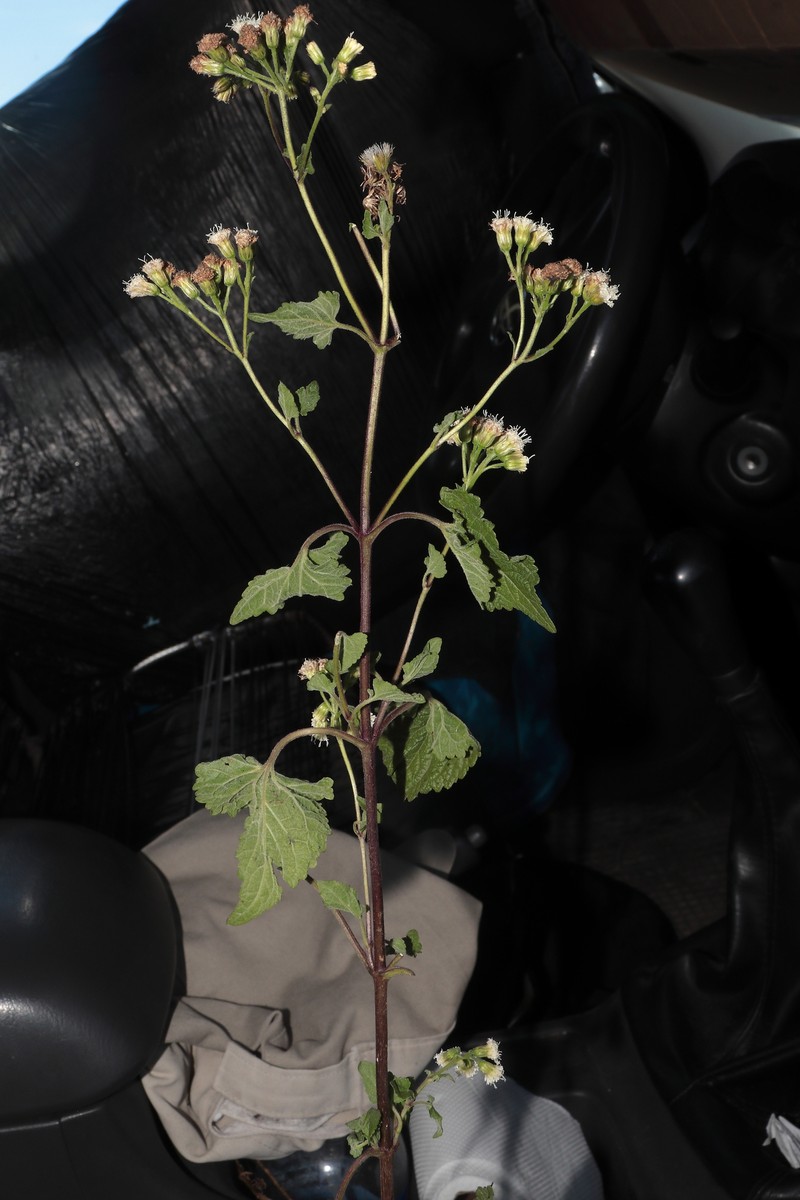 Ageratina lobulifera photo 3