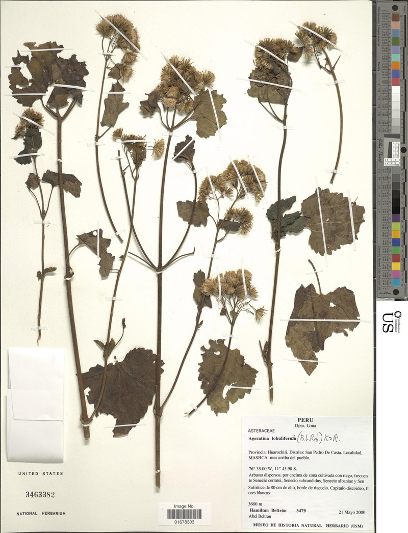 Ageratina lobulifera photo 4