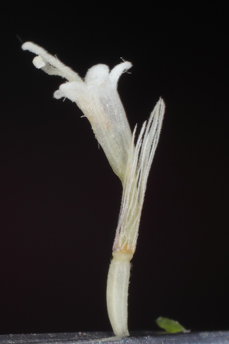Ageratina lobulifera photo 2
