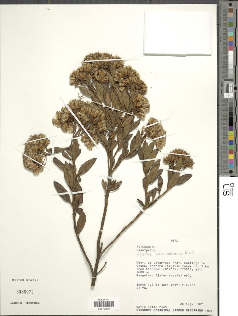 Ageratina lopez-mirandae