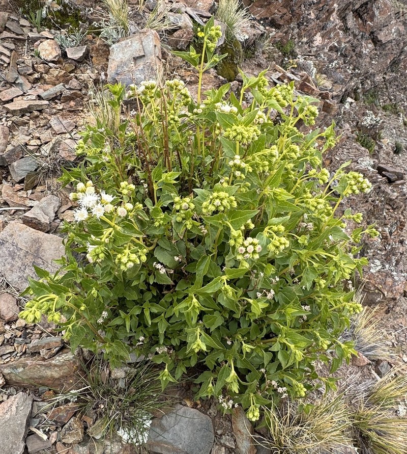 Ageratina lorentzii photo 2
