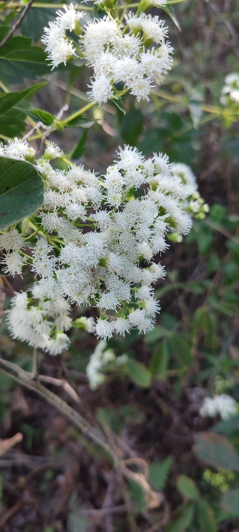 Ageratina lorentzii photo 3