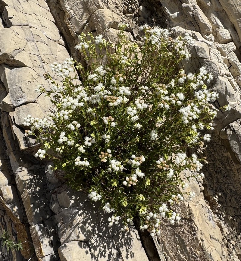 Ageratina lorentzii photo 4