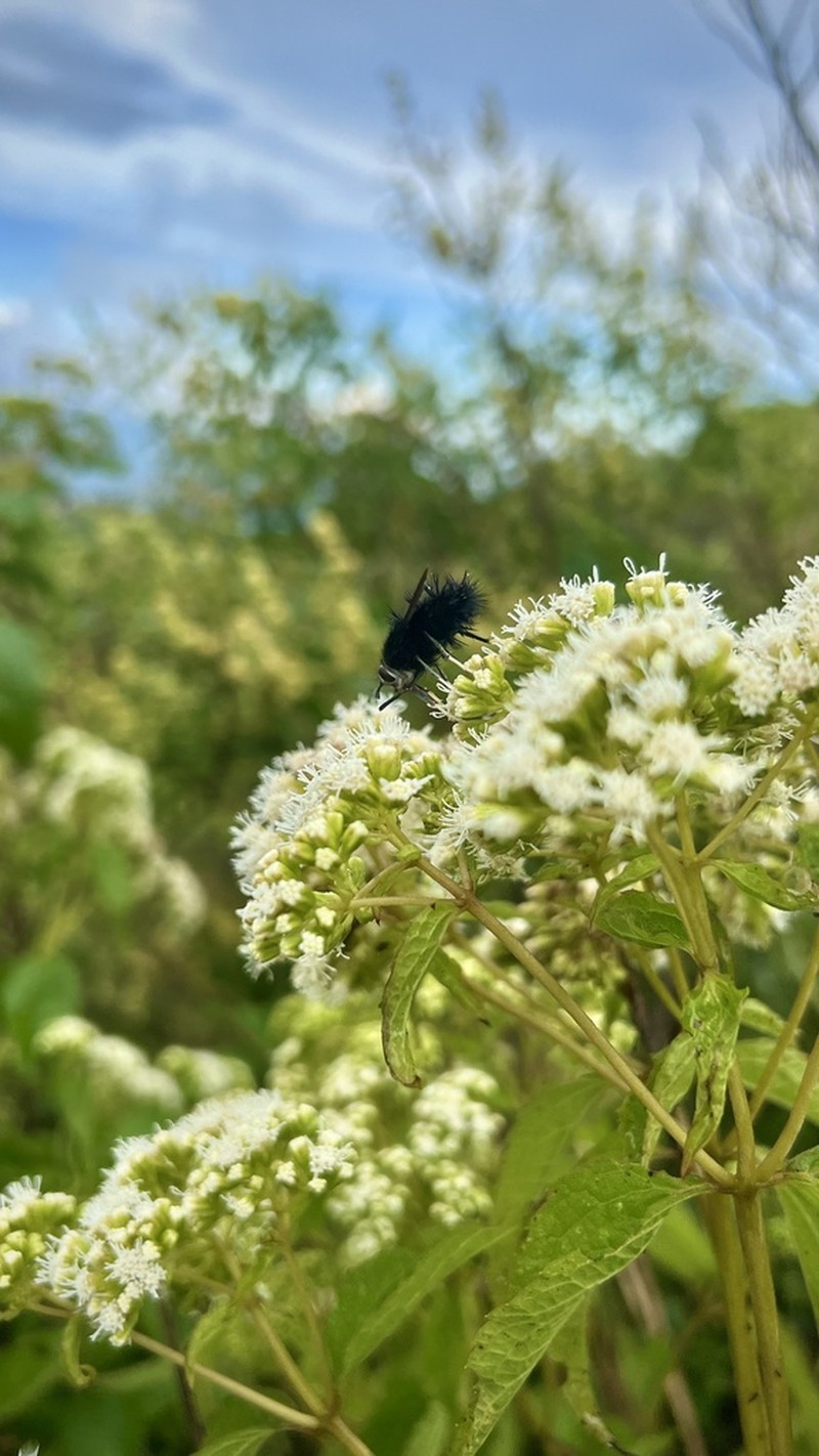 Ageratina lorentzii photo 5