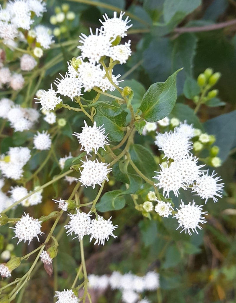 Ageratina lorentzii photo 6