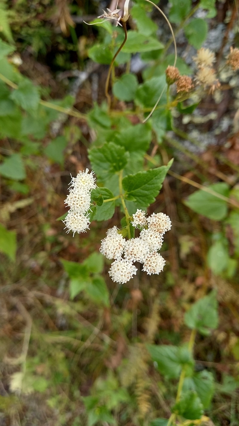 Ageratina lorentzii photo 7