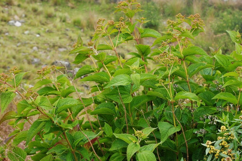 Ageratina lorentzii photo 8