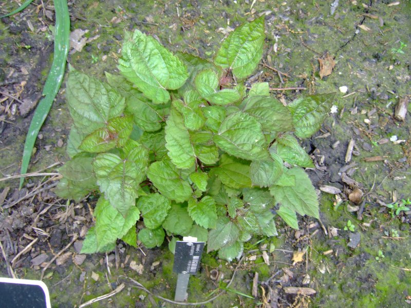 Lucy Braun's Snakeroot
