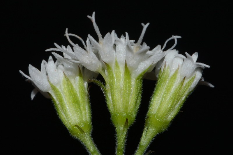 Lucy Braun's Snakeroot photo 2