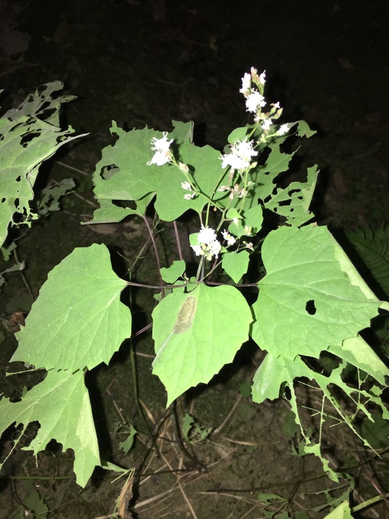 Lucy Braun's Snakeroot photo 3