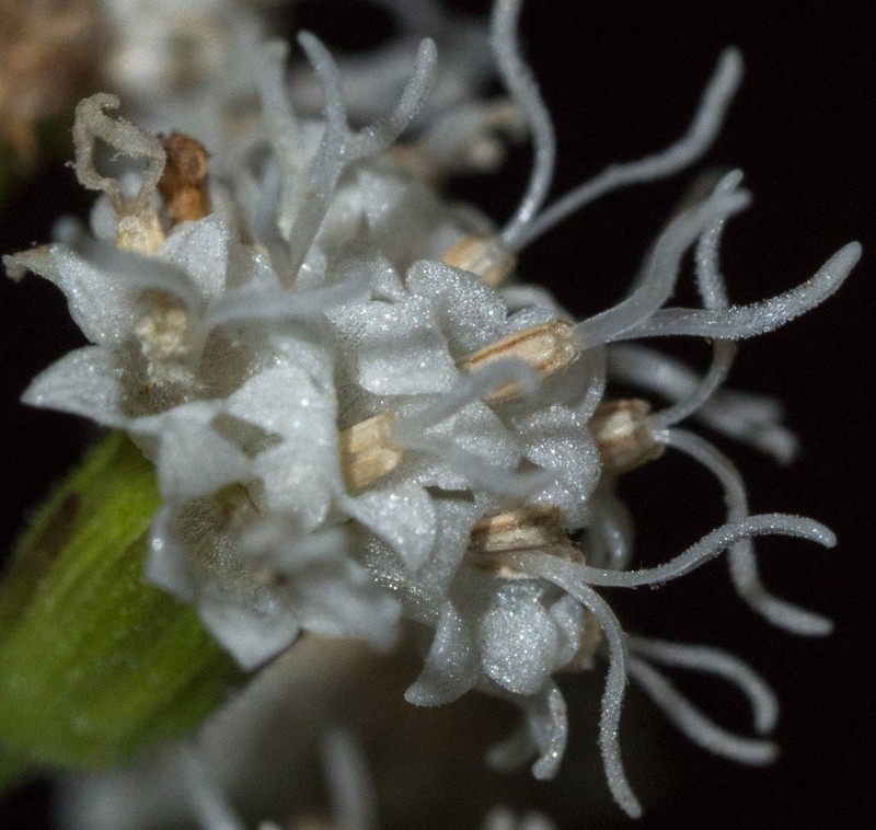 Lucy Braun's Snakeroot photo 4