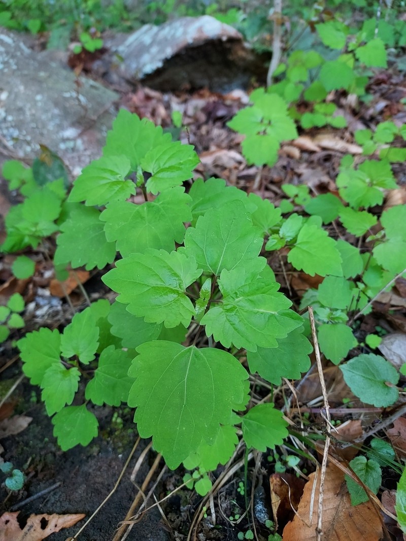 Lucy Braun's Snakeroot photo 5