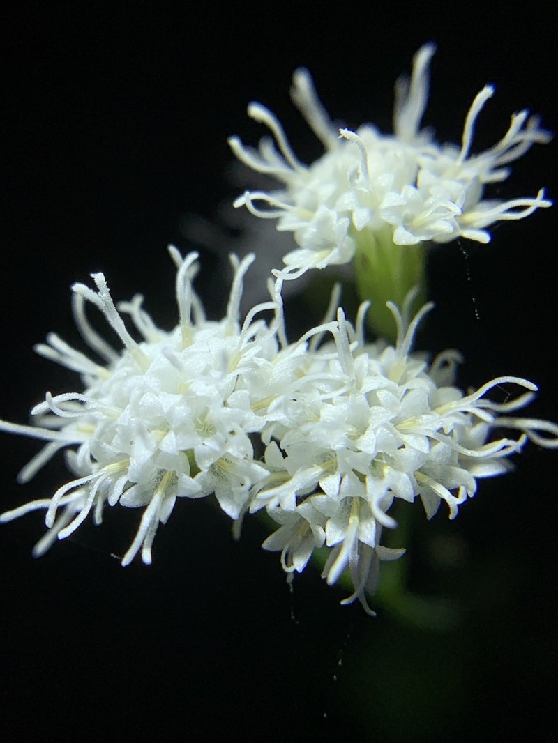 Lucy Braun's Snakeroot photo 6