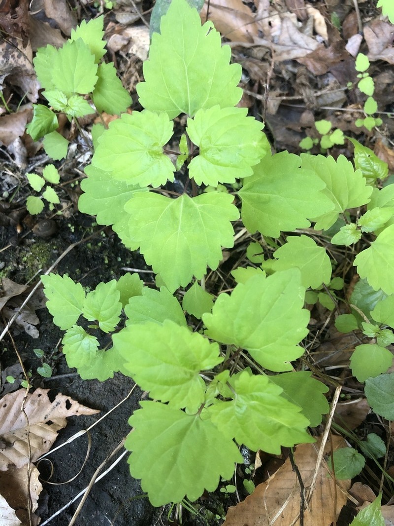 Lucy Braun's Snakeroot photo 7