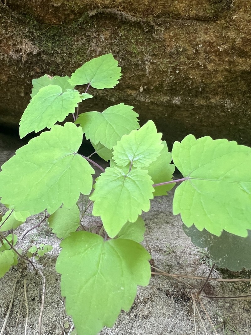 Lucy Braun's Snakeroot photo 8