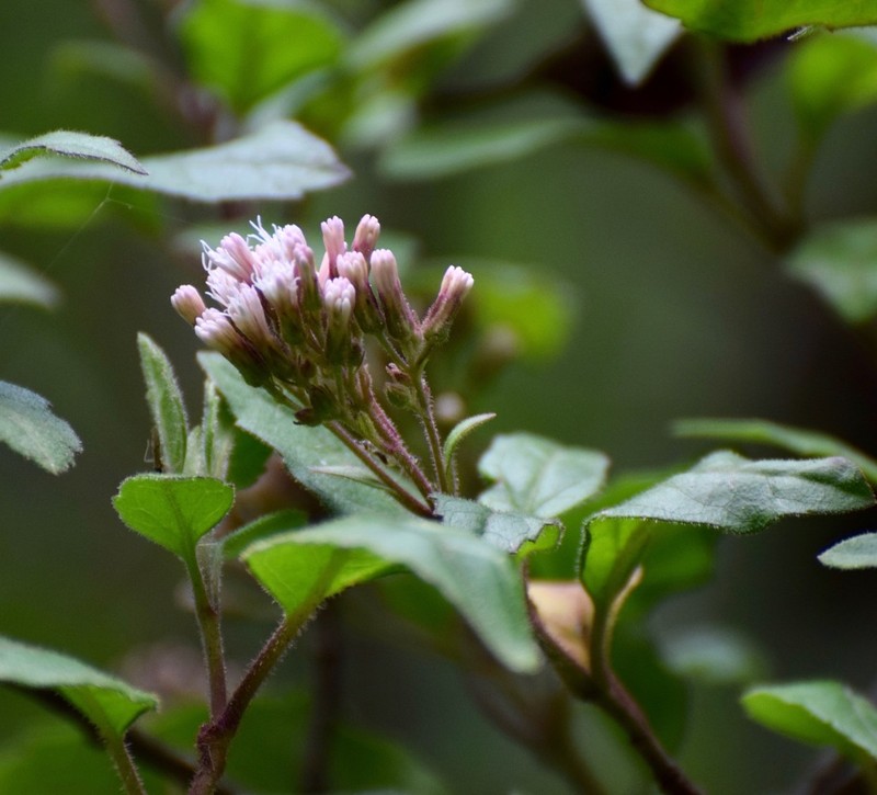 Ageratina lucida