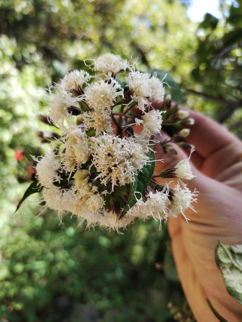 Ageratina lucida photo 2