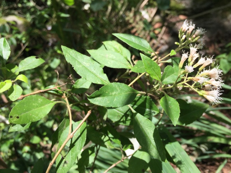 Ageratina lucida photo 4