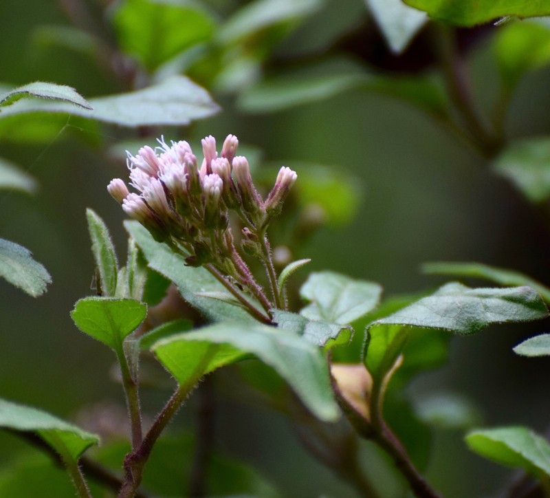 Ageratina lucida photo 5