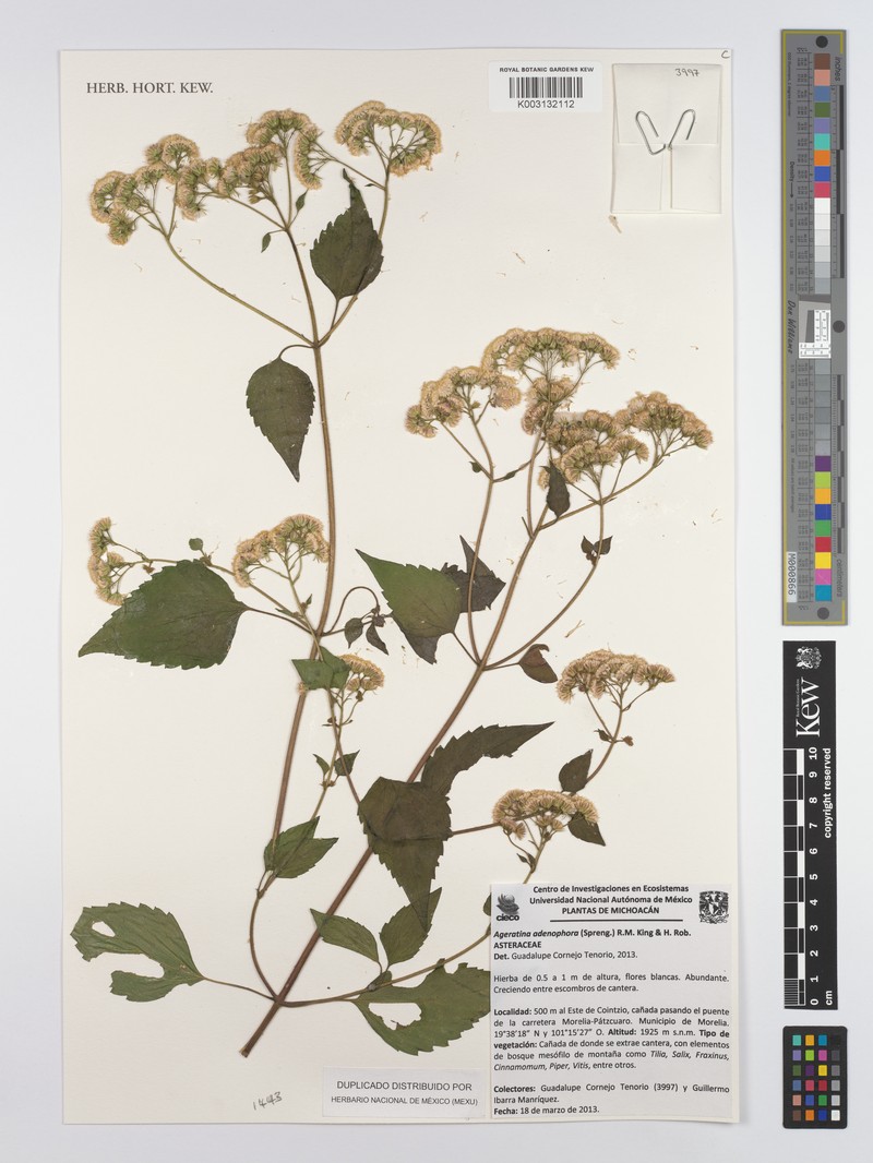 Ageratina lucida photo 6