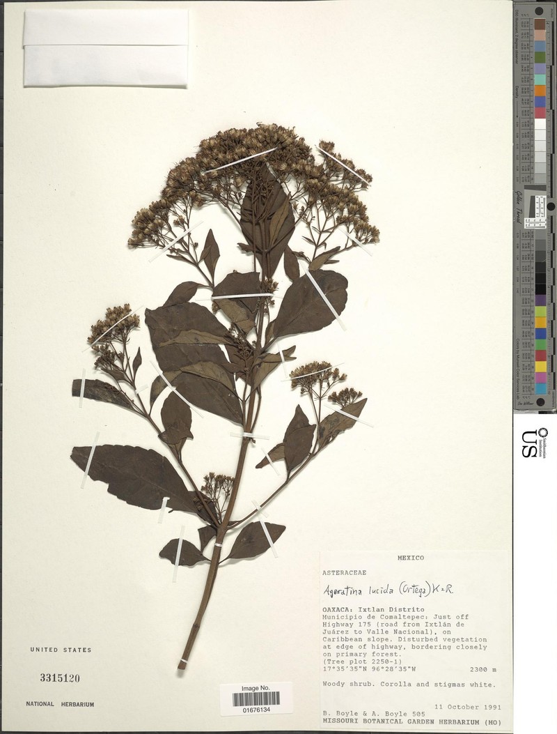 Ageratina lucida photo 7