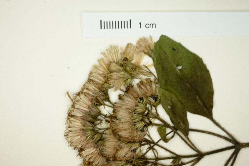 Ageratina lucida