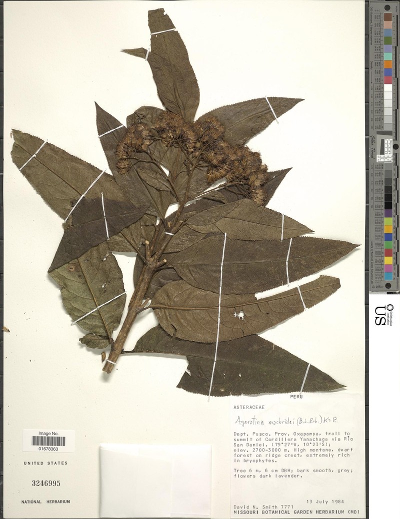 Ageratina macbridei