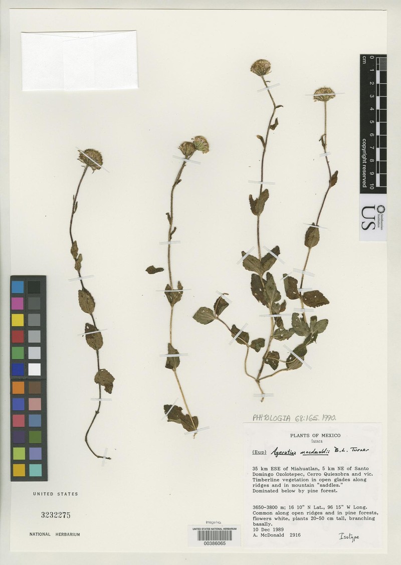 Ageratina macdonaldii photo 2