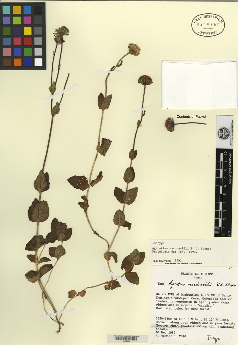 Ageratina macdonaldii photo 3