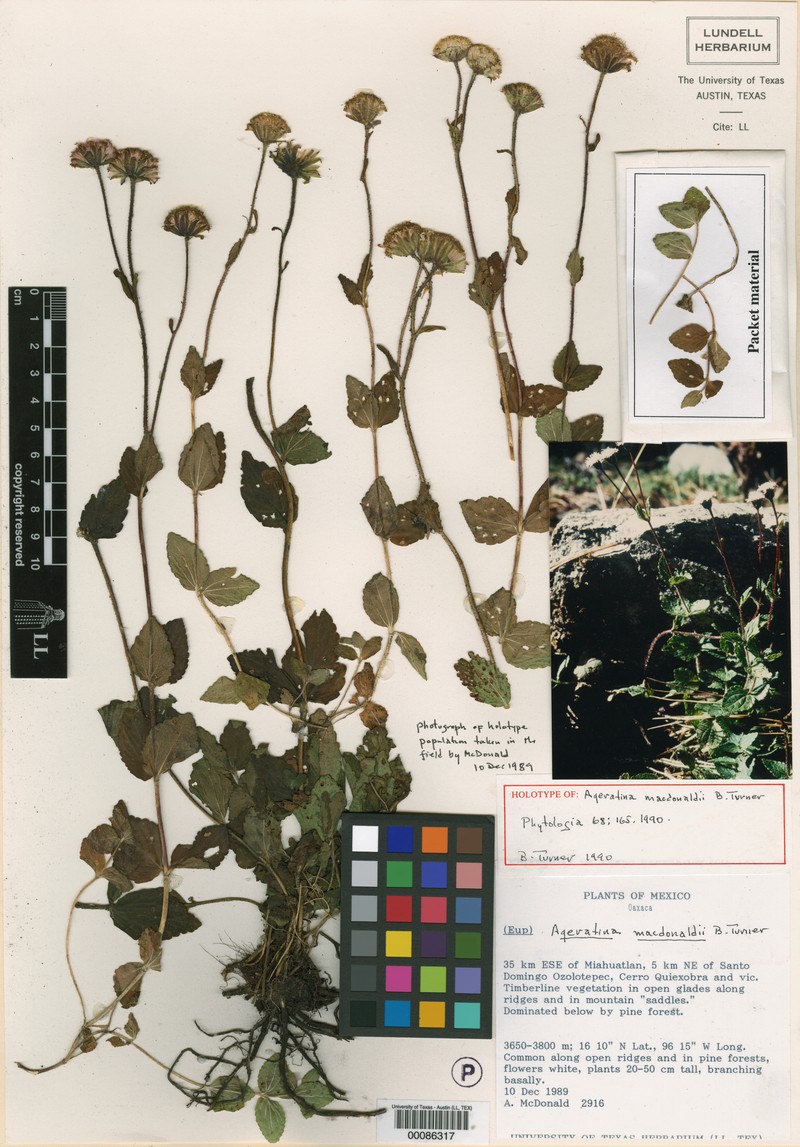 Ageratina macdonaldii