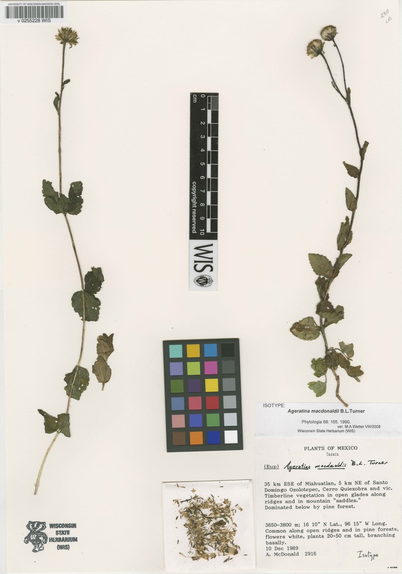 Ageratina macdonaldii photo 2