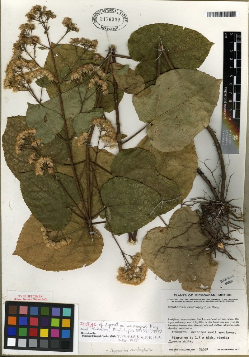 Ageratina macvaughii