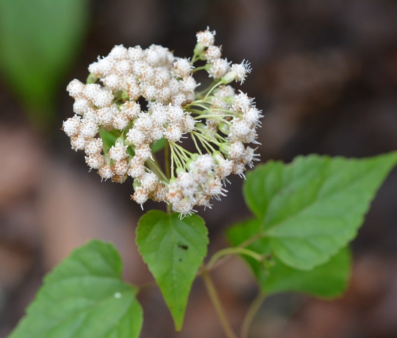 Ageratina mairetiana