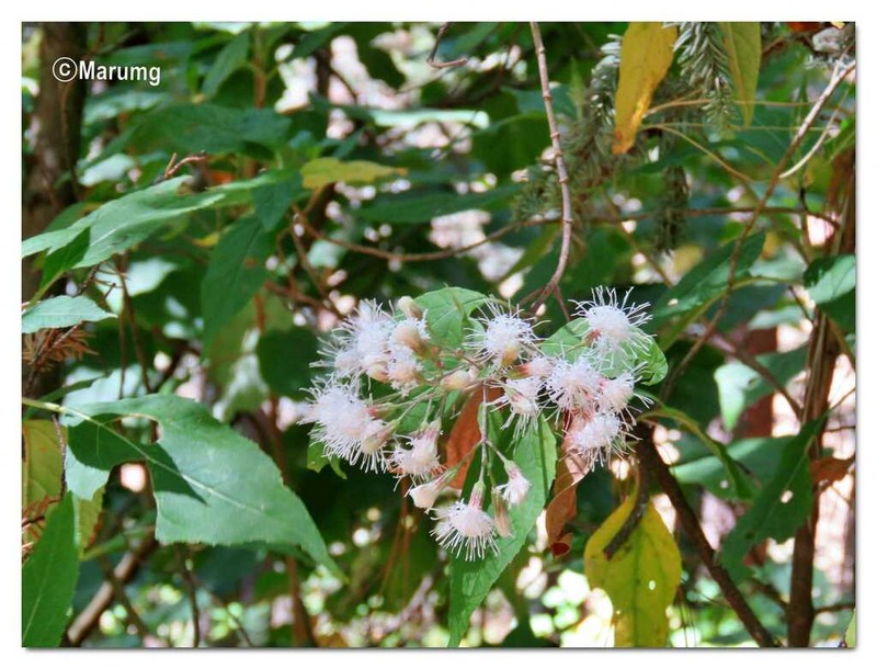Ageratina mairetiana photo 2