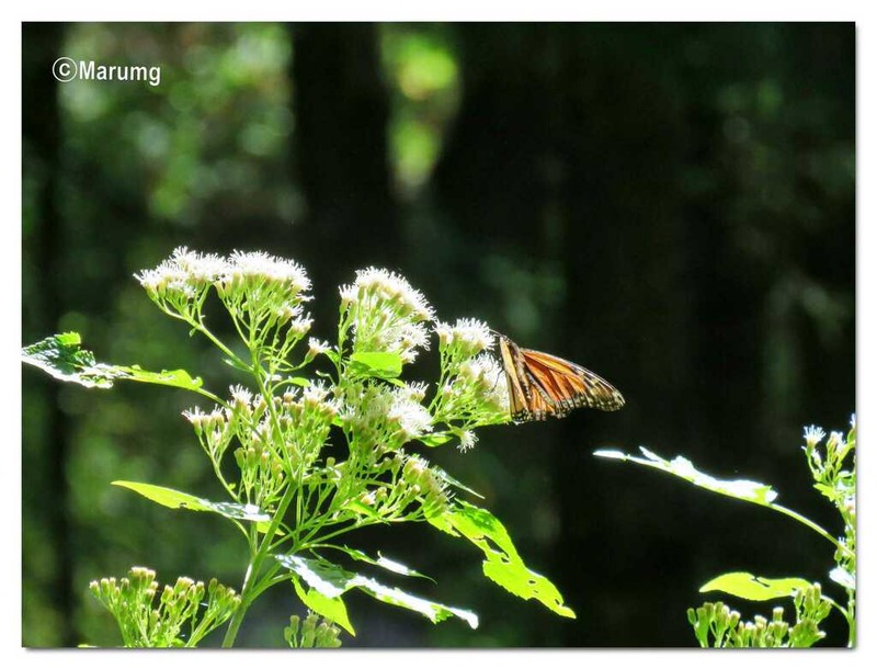 Ageratina mairetiana photo 3